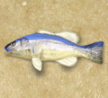 HylianLoach.png