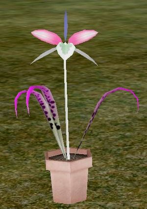 KG's Masq out of Darkness