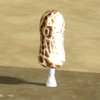 Morel.png