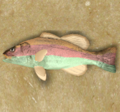 OneFish.png