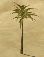 Phoenix Palm
