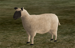 Sheep