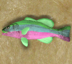 Spoonfish