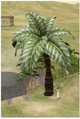 Sacred Palm