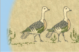 Egyptian Geese.png