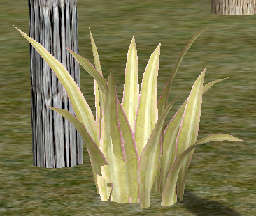 Curl-tipSnakePlant.png
