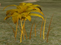 Herbs GoldenSweetgrass.jpg