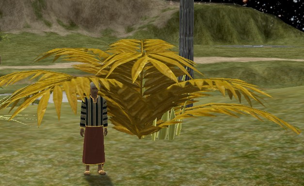 Yellow Ground Palm.jpg