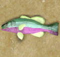 AmurPike fishT8.PNG