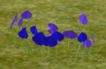 Blue Bachelor Buttons.png