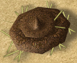 Dung
