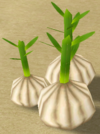 Garlic.png