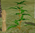 Herbs Apiphenalm.png