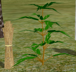 Herbs Apiphenalm.png