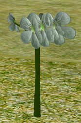 Herbs BitterFlorian.png