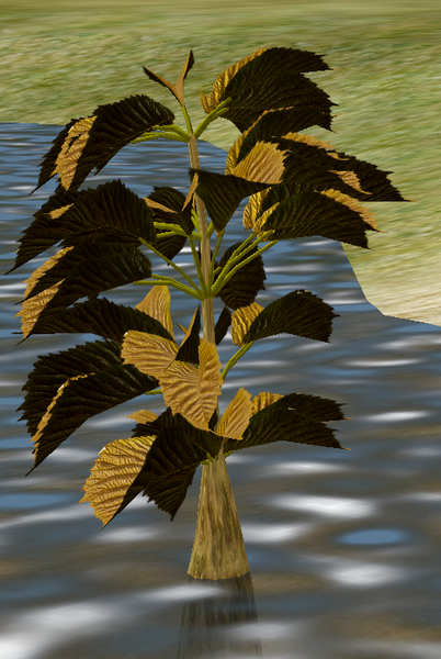 File:Herbs Crampbark.png