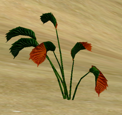 Crimson Pipeweed