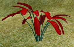 Herbs DeadlyCatsclaw.png