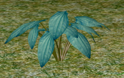 Herbs Garcinia.png