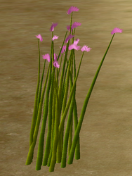 Herbs GarlicChives.png