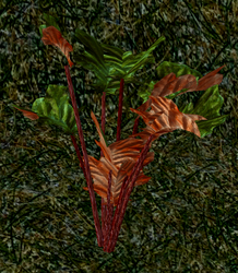 Herbs Gynura.png