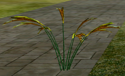 Herbs Ilex.png
