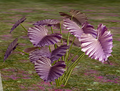 Herbs LavenderScentedThyme.png