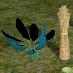 Herbs Orris.png