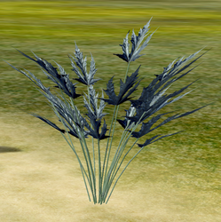 Herbs PaleSkirret.png