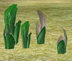 Herbs PitcherPlant.png