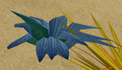 Herbs PulmonariaOpal.png