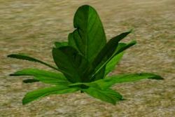 Herbs Spinach.jpg