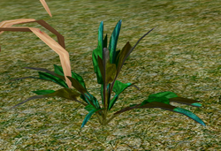 Herbs Squill.png