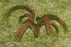 Herbs Strychnos.png