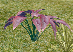 Herbs Sweetflower.png