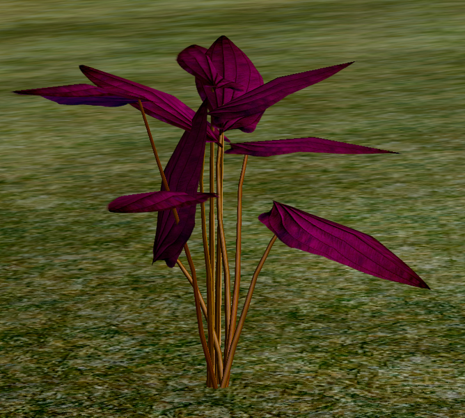 File:Herbs UmberBasil.png