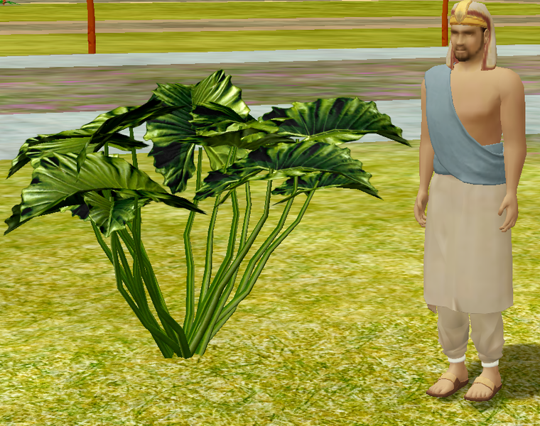 File:Herbs WildLettuce.png