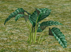 Herbs Yava.png