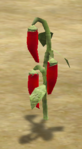 normal Pepper Plant