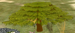 Tree-1-AcaciaYouth.png