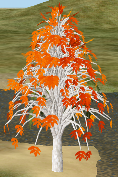 File:Tree-1-Illawara.png