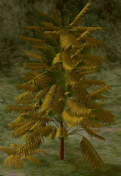 Tree-1-MontereyPine.png