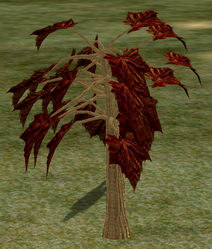 Tree-1-RedMaple.png