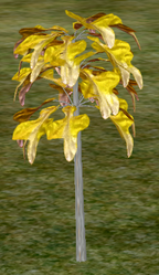 Tree-1-Trilobellia.png