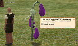 Wild Eggplant
